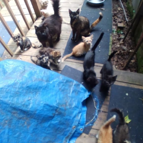 ๐๐๐CHEROKEE'S FERAL HAVEN๐๐๐ - Picture 9 of 14